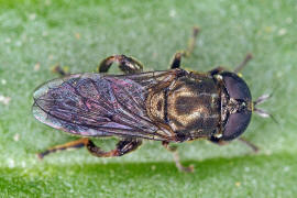 Eumerus funeralis (syn. Eumerus tuberculatus) / Kleine Zwiebelschwebfliege / Schwebfliegen - Syrphidae / Ordnung: Zweiflügler - Diptera / Fliegen - Brachycera