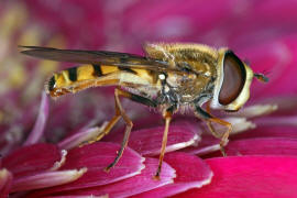 Syrphus vitripennis / Kleine Schwebfliege / Schwebfliegen - Syrphidae / Ordnung: Zweiflügler - Diptera / Fliegen - Brachycera
