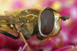 Syrphus vitripennis / Kleine Schwebfliege / Schwebfliegen - Syrphidae / Ordnung: Zweiflügler - Diptera / Fliegen - Brachycera