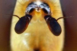 Eupeodes luniger / Mondfleck Feldschwebfliege (syn. Metasyrphus luniger) / Schwebfliegen - Syrphidae / Ordnung: Zweiflgler - Diptera / Fliegen - Brachycera