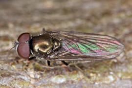 Melanogaster hirtella / Ohne deutschen Namen / Schwebfliegen - Syrphidae / Ordnung: Zweiflügler - Diptera / Fliegen - Brachycera