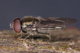 Melanogaster hirtella / Ohne deutschen Namen / Schwebfliegen - Syrphidae / Ordnung: Zweiflügler - Diptera / Fliegen - Brachycera