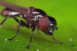 Melanogaster nuda (syn. Chrysogaster lucida) / Ohne deutschen Namen / Schwebfliegen - Syrphidae / Ordnung: Zweiflügler - Diptera / Fliegen - Brachycera