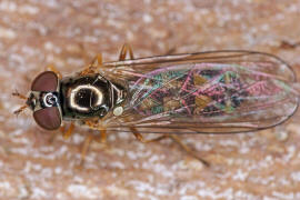 Melanostoma scalare / Matte Schwarzkopf-Schwebfliege (Weibchen) / Schwebfliegen - Syrphidae / Ordnung: Zweiflügler - Diptera / Fliegen - Brachycera