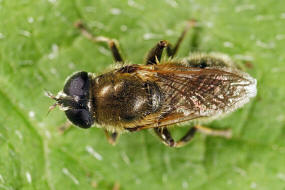 Merodon rufus / Kleine Narzissen-Schwebfliege / Schwebfliegen - Syrphidae