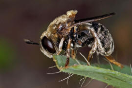 Microdon mutabilis / "Ameisen-Schwebfliege" / Schwebfliegen - Syrphidae / Ordnung: Zweiflgler - Diptera / Fliegen - Brachycera