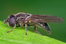 Heringia (Neocnemodon) vitripennis / Ohne deutschen Namen / Schwebfliegen - Syrphidae / Ordnung: Zweiflügler - Diptera / Fliegen - Brachycera