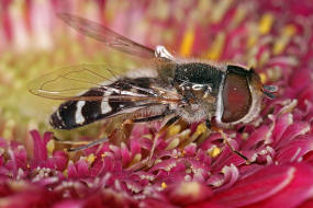 Scaeva pyrastri / Späte Großstirnschwebfliege / Schwebfliegen - Syrphidae / Ordnung: Zweiflügler - Diptera / Fliegen - Brachycera