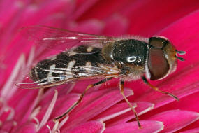 Scaeva pyrastri / Späte Großstirnschwebfliege / Schwebfliegen - Syrphidae / Ordnung: Zweiflügler - Diptera / Fliegen - Brachycera