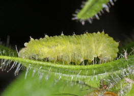 Larve von Scaeva selenitica / Frühe Großstirnschwebfliege / Schwebfliegen - Syrphidae / Ordnung: Zweiflügler - Diptera / Fliegen - Brachycera (auf Petunie)