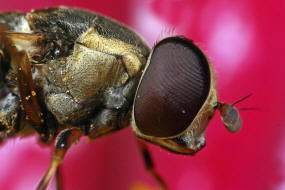 Syritta pipiens / Gemeine Keulenschwebfliege / Kleine Mistbiene / Familie: Schwebfliegen - Syrphidae / Ordnung: Diptera - Zweiflgler