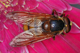 Volucella inanis / Gebnderte Waldschwebfliege / Schwebfliegen - Syrphidae