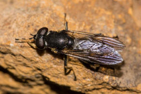 Xylota sylvarum / Goldhaar-Langbauchschwebfliege / Schwebfliegen - Syrphidae Ordnung: Zweiflügler - Diptera / Fliegen - Brachycera