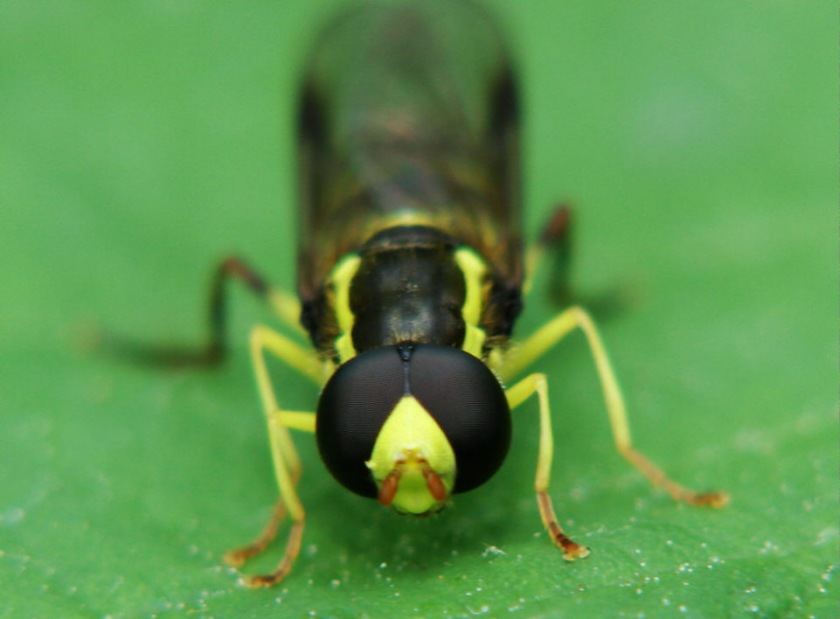 Xanthogramma pedissequum / Späte Gelbrandschwebfliege / Schwebfliegen - Syrphidae / Ordnung: Zweiflügler - Diptera / Fliegen - Brachycera
