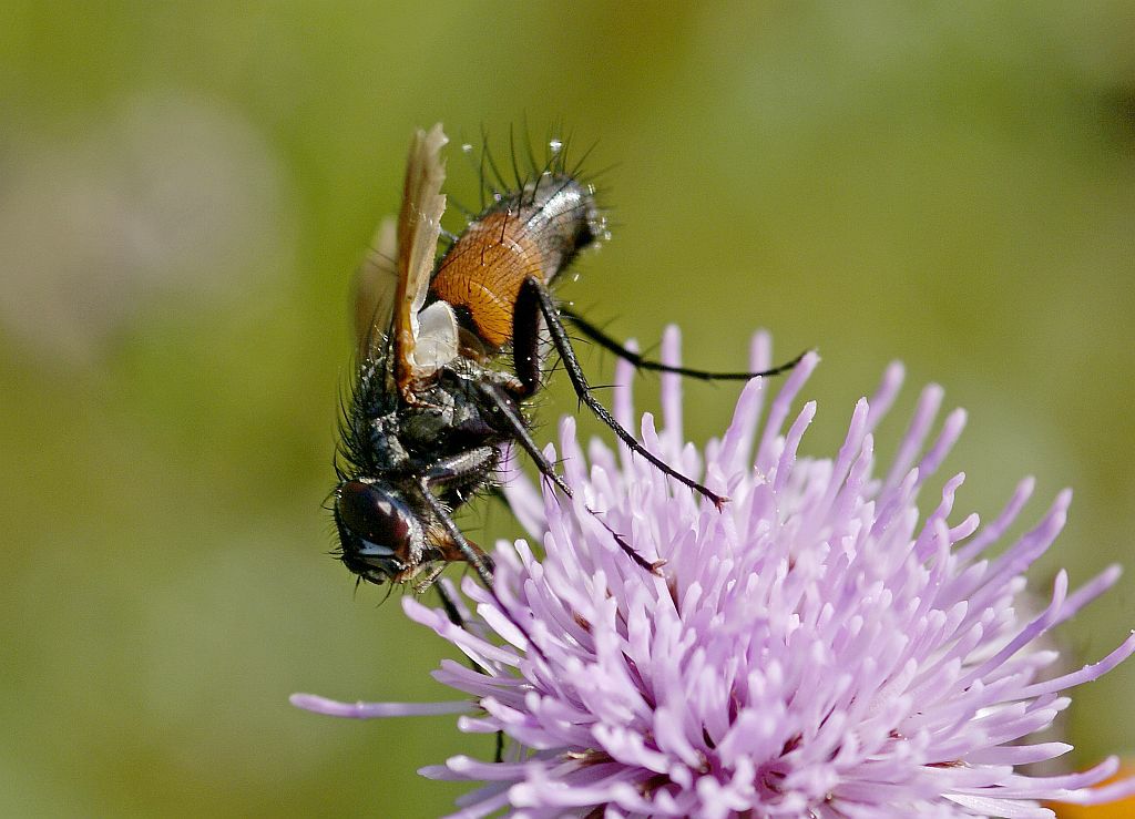Eriothrix rufomaculata / "Rotgefleckte Raupenfliege" / Raupenfliegen - Tachinidae