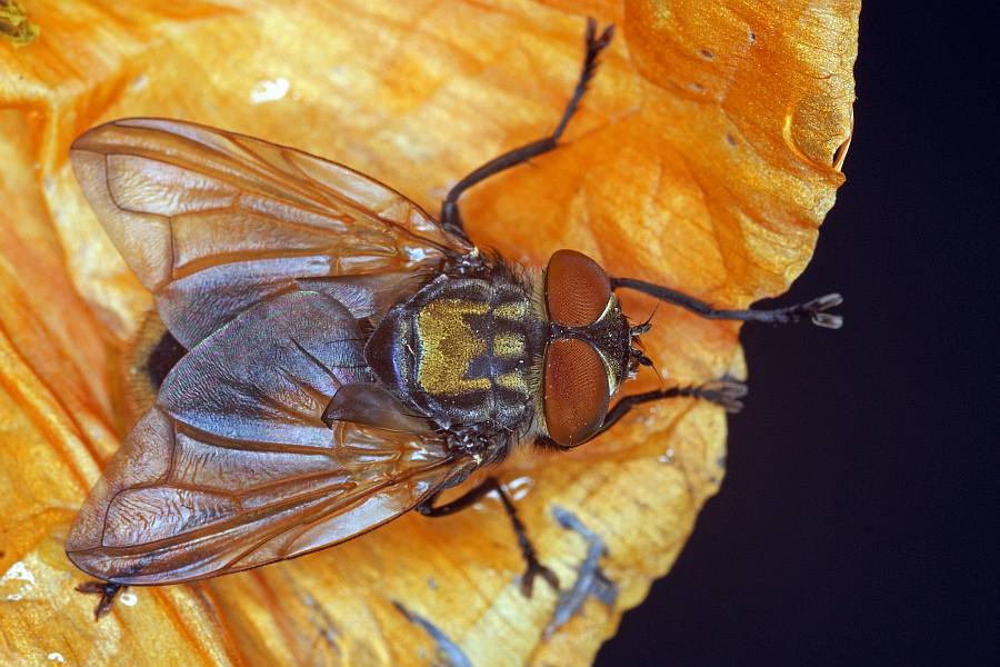Phasia aurigera / Goldschildfliege / Raupenfliegen - Tachinidae / Ordnung: Zweiflügler - Diptera