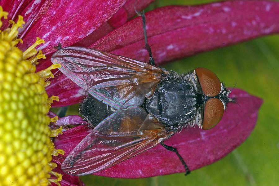 Phasia aurigera / Goldschildfliege (Weibchen) / Raupenfliegen - Tachinidae / Ordnung: Zweiflügler - Diptera
