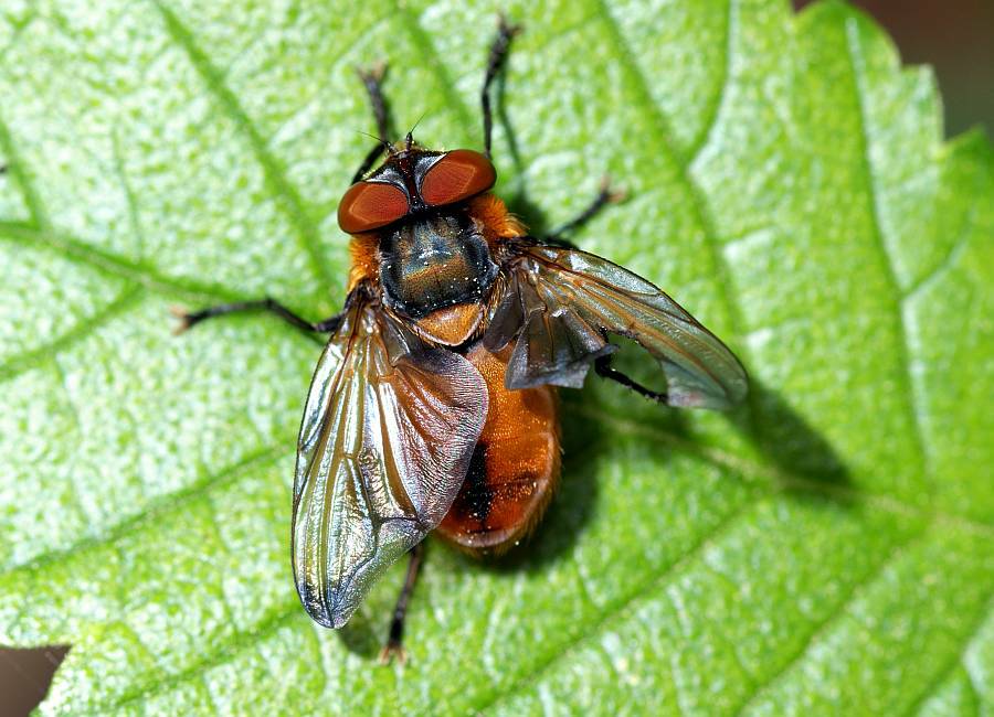 Phasia hemiptera / (ohne deutschen Namen) / Raupenfliegen - Tachinidae / Ordnung: Zweiflügler - Diptera