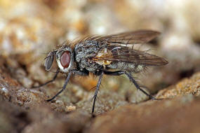 Cyzenis albicans / Mir kein deutscher Name bekannt / Raupenfliegen - Tachinidae / Ordnung: Zweiflügler - Diptera