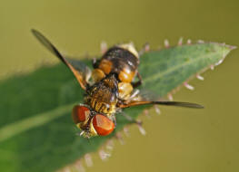 Ectophasia crassipennis / Breitflügelige Raupenfliege / Raupenfliegen - Tachinidae / Ordnung: Zweiflügler - Diptera