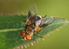 Ectophasia crassipennis / Breitflügelige Raupenfliege / Raupenfliegen - Tachinidae / Ordnung: Zweiflügler - Diptera