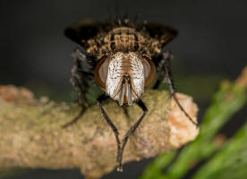 Gonia picea (Robineau-Desvoidy, 1830) / Raupenfliegen - Tachinidae / Zweiflügler - Diptera