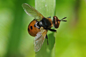 Gymnosoma nudifrons / (ohne deutschen Namen) / Raupenfliegen - Tachinidae / Ordnung: Zweiflgler - Diptera