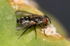 Lydella grisescens / Ohne deutschen Namen / Raupenfliegen - Tachinidae - Exoristinae