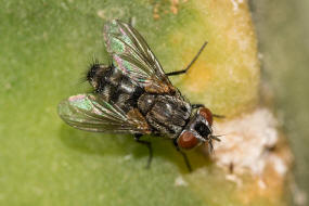 Lydella grisescens / Ohne deutschen Namen / Raupenfliegen - Tachinidae - Exoristinae