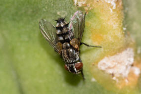 Lydella grisescens / Ohne deutschen Namen / Raupenfliegen - Tachinidae - Exoristinae