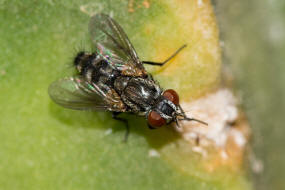 Lydella grisescens / Ohne deutschen Namen / Raupenfliegen - Tachinidae - Exoristinae