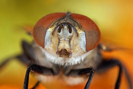 Phasia aurigera / Goldschildfliege / Raupenfliegen - Tachinidae / Ordnung: Zweiflügler - Diptera