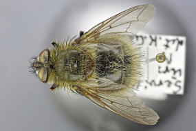 Tachina ursina / Ohne deutschen Namen / Raupenfliegen - Tachinidae / Ordnung: Zweiflügler - Diptera