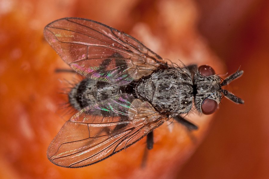 Triarthria setipennis / Ohrwurm-Raupenfliege / Raupenfliegen - Tachinidae - Tachininae