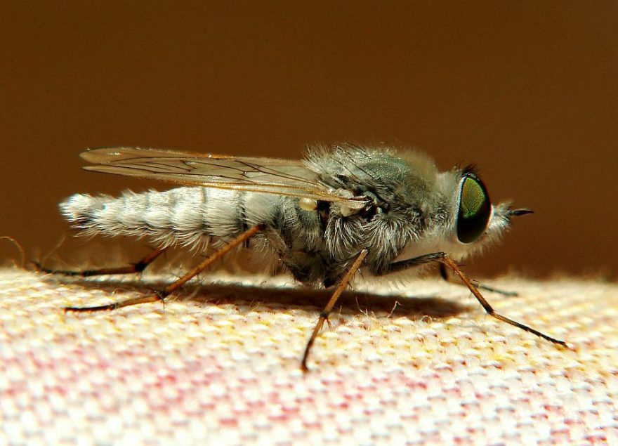 Acrosathe annulata / Stilettfliege / Zweiflügler - Diptera - Therevidae - Stilettfliegen