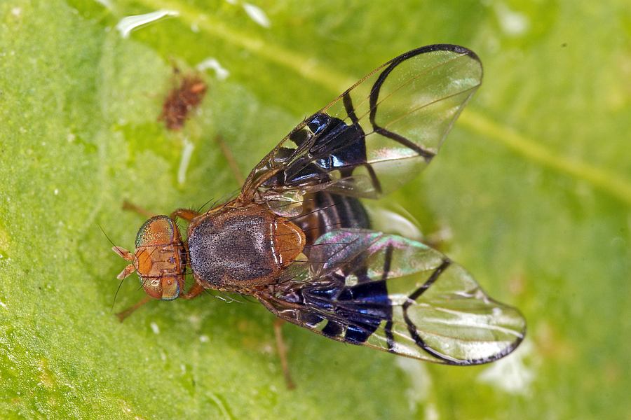 Anomoia purmunda / Weißdorn-Bohrfliege / Bohrfliegen - Tephritidae Ordnung: Diptera - Zweiflügler / Unterordnung: Fliegen - Brachycera (Cyclorrhapha)