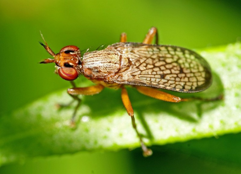 Coremacera fabricii / Ohne deutschen Namen / Hornfliegen - Sciomyzidae / Ordnung: Zweiflügler - Diptera - Brachycera