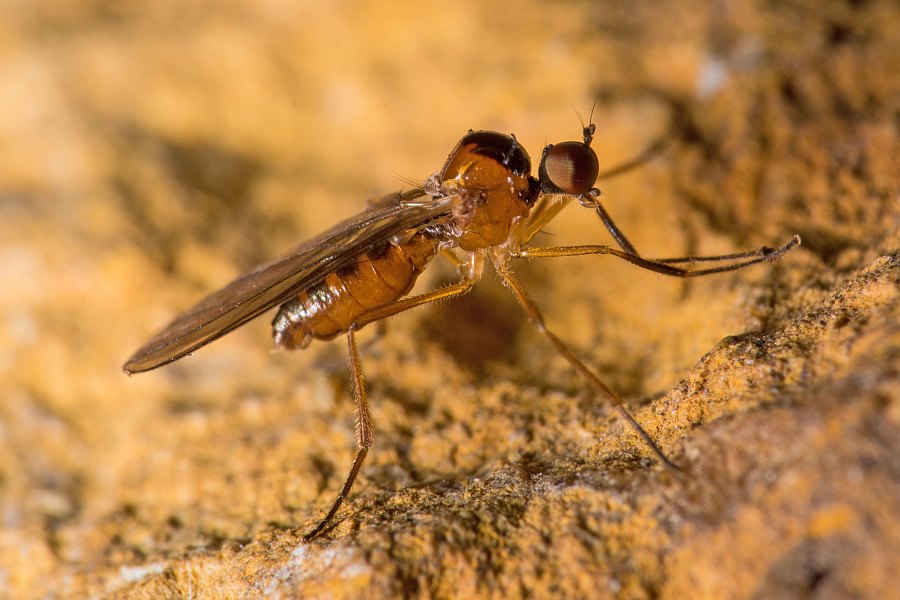 Ocydromia glabricula (Fallén, 1816) / Hybotidae - Buckeltanzfliegen / Diptera - Zweiflügler / Brachycera - Fliegen