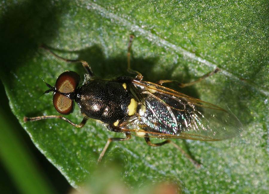 Oxycera leonina / Kein deutscher Name bekannt / Waffenfliegen - Stratiomyidae / Ordnung: Zweiflügler - Diptera / Fliegen - Brachycera