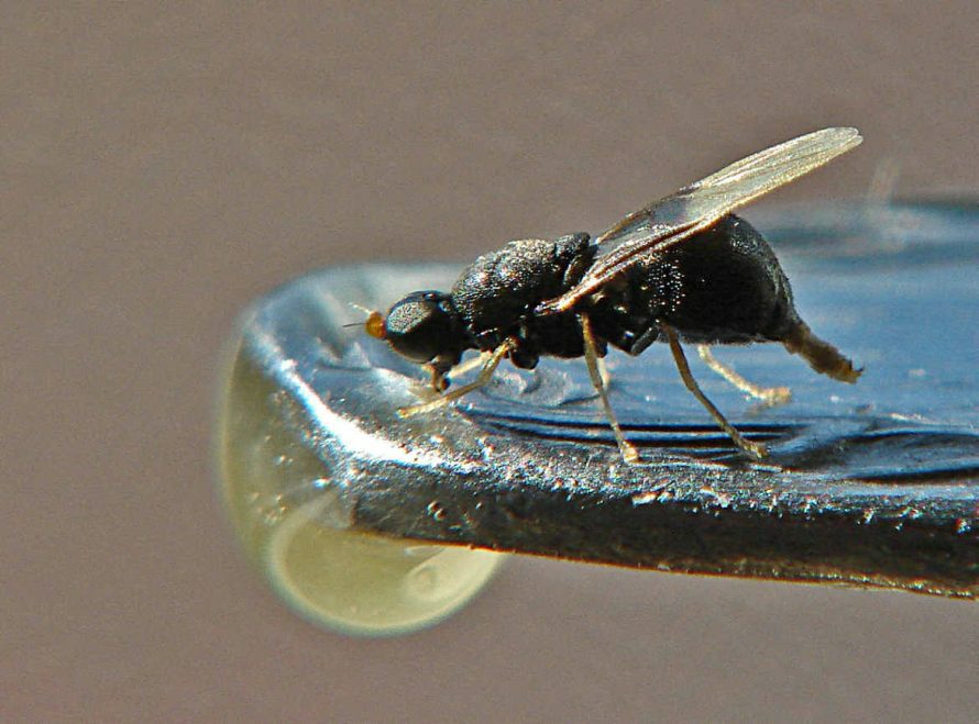 Pachygaster atra / Ohne deutschen Namen / Waffenfliegen - Stratiomyidae / Ordnung: Zweiflügler - Diptera / Fliegen - Brachycera