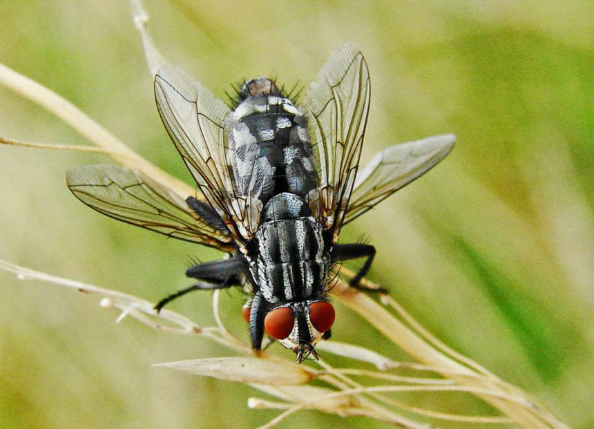 Sarcophaga spec. / Fleischfliege (Paarung) / Fleischfliegen - Sarcophagidae / Ordnung: Zweiflügler - Diptera / Fliegen - Brachycera