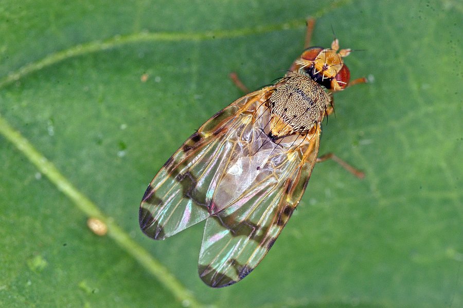 Sphenella marginata / Ohne deutschen Namen / Bohrfliegen - Tephritidae / Ordnung: Diptera - Zweiflügler / Unterordnung: Fliegen - Brachycera (Cyclorrhapha)