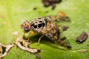 Ceratitis capitata / "Mittelmeerfruchtfliege" / Bohrfliegen - Tephritidae / Ordnung: Zweiflügler - Diptera / Fliegen - Brachycera