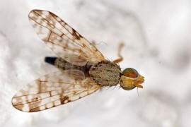 Dioxyna bidentis / Ohne deutschen Namen / Bohrfliegen - Tephritidae / Ordnung: Diptera - Zweiflügler / Unterordnung: Fliegen - Brachycera 