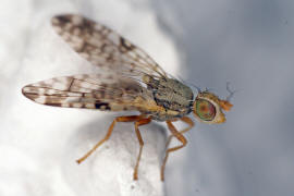Dioxyna bidentis / Ohne deutschen Namen / Bohrfliegen - Tephritidae / Ordnung: Diptera - Zweiflügler / Unterordnung: Fliegen - Brachycera 