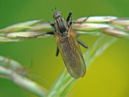 Empis tesselata / "Gewrfelte Tanzfliege" / Tanzfliegen - Empididae / Ordnung: Zweiflgler - Diptera - Brachycera