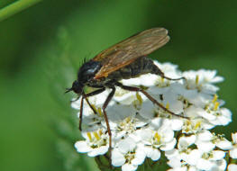 Empis tesselata / "Gewrfelte Tanzfliege" / Tanzfliegen - Empididae / Ordnung: Zweiflgler - Diptera - Brachycera