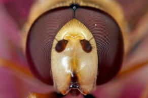 Eupeodes corollae / Gemeine Feld-Schwebfliege / Schwebfliegen - Syrphidae