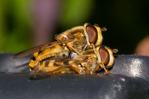 Eupeodes corollae / Gemeine Feld-Schwebfliege / Schwebfliegen - Syrphidae