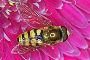 Eupeodes corollae / Gemeine Feld-Schwebfliege / Schwebfliegen - Syrphidae